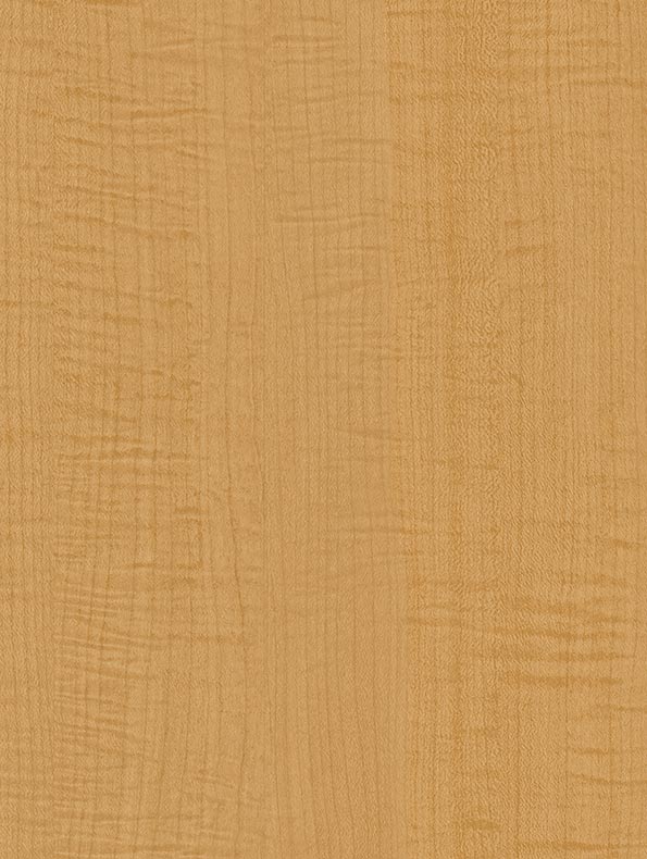 Yellow Sycamore - 122 cm - houtlook